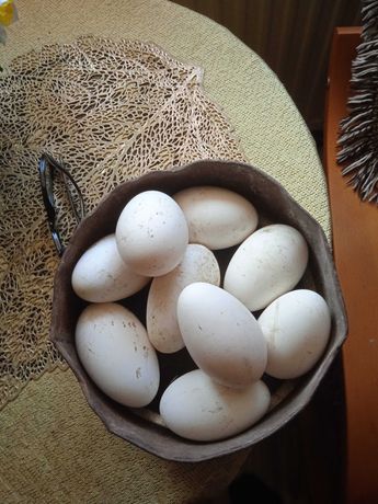 Jaja legowe gęsi białych