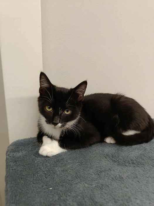 Oren & Ido kocurki do adopcji