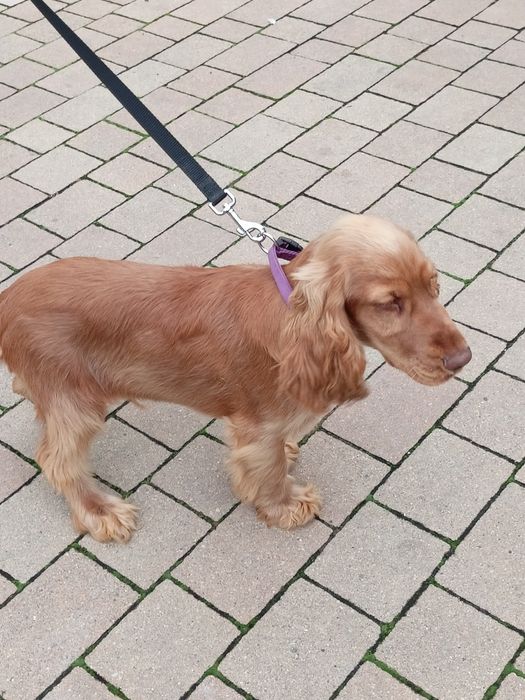 Piesek Cocker spaniel angielski