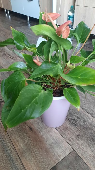 Антуріум колір фуксія, насичений рожевий