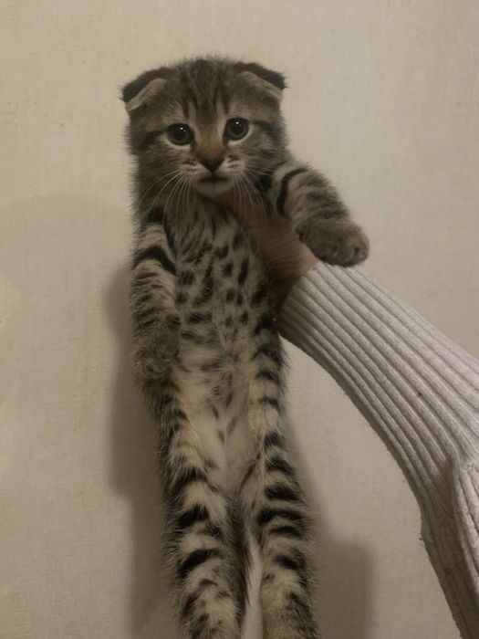 Радость в дом к деткам