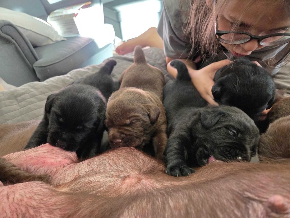 Labrador Retriever - ZKwP (FCI) - Czekoladowa suczka