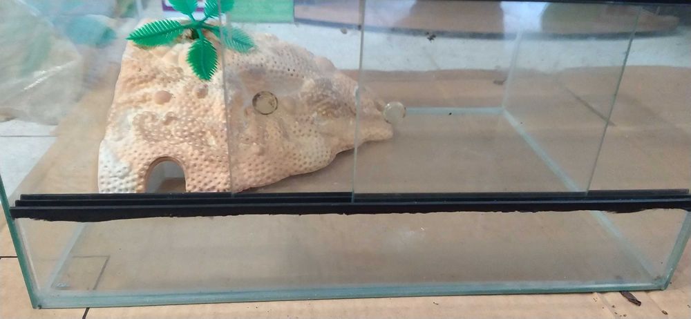 Tartarugueira de exposição