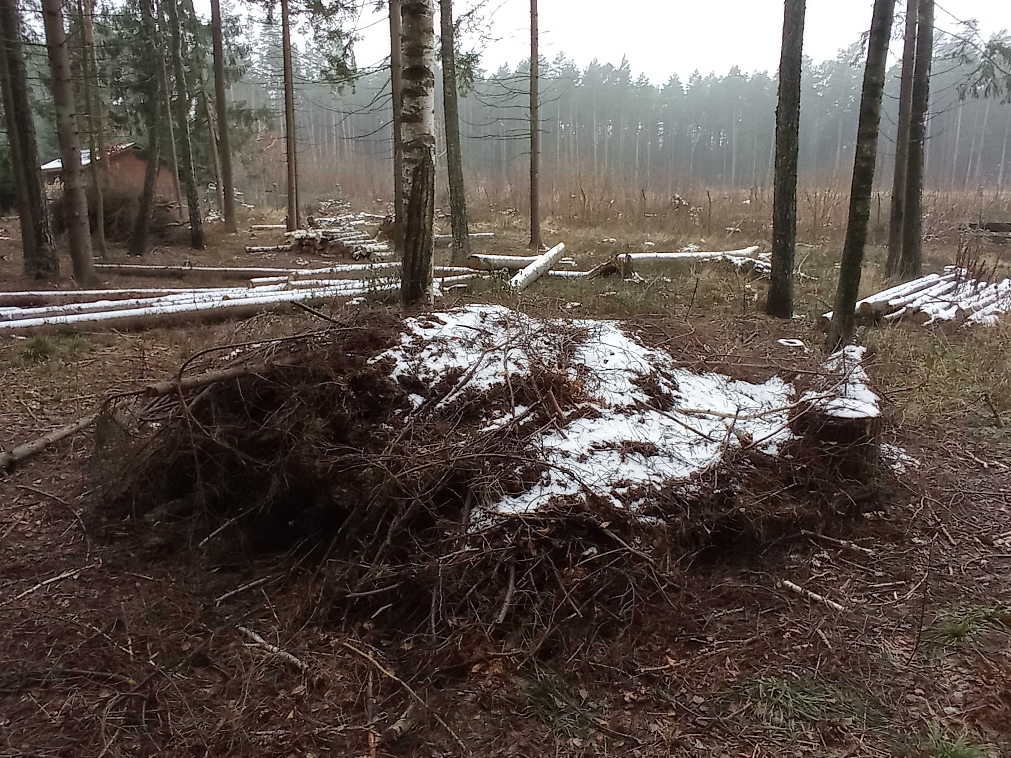 Oddam za darmo gałęzie/chrust - po wycince drzew