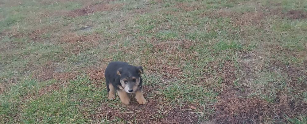 Suczka terrier walijski