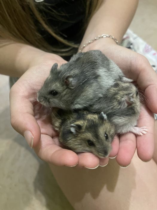 Джунгарики 20 вересня безкоштовно!!