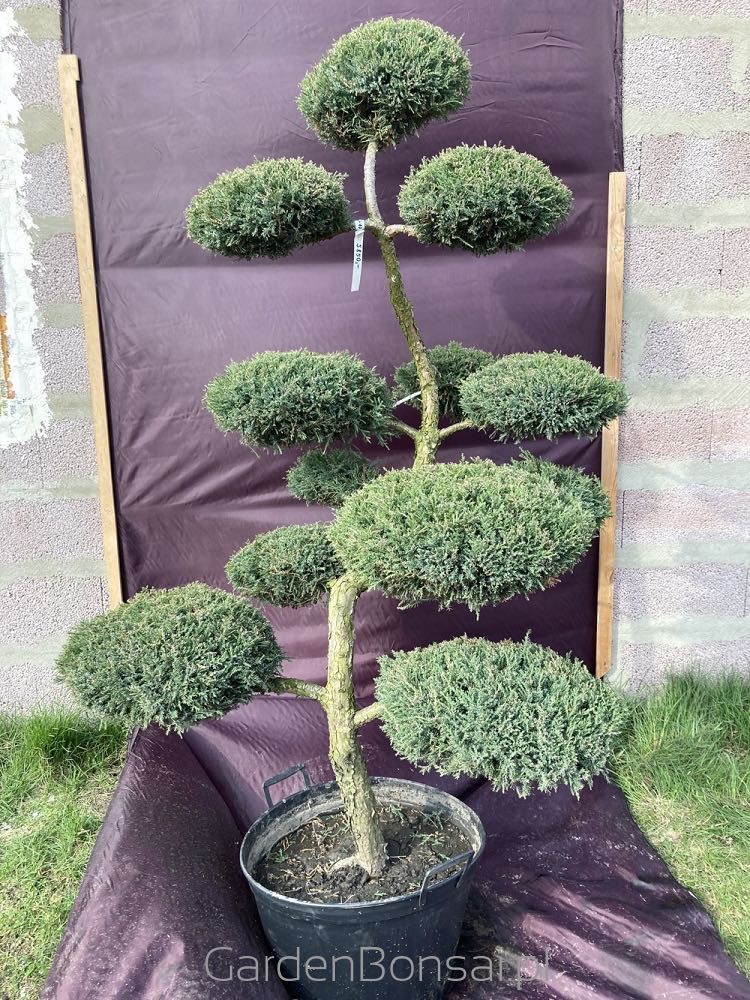 Drzewko BONSAI z jałowca - DOSTAWA - 170 cm - WYJĄTKOWY