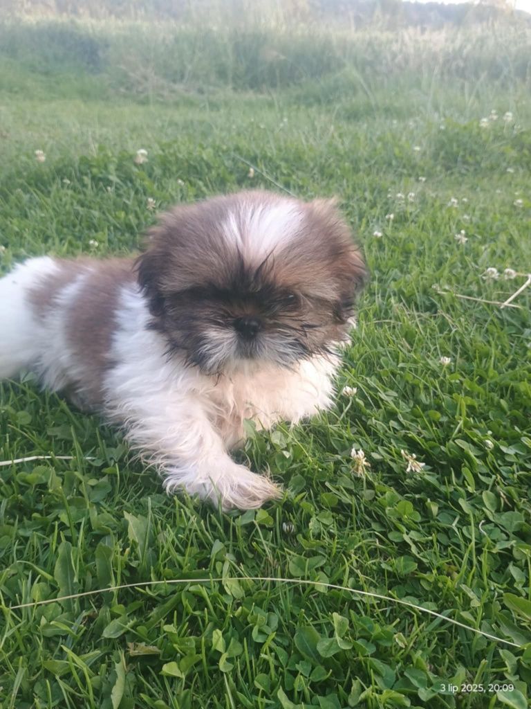 Piesek shih tzu GOTOWY DO ODBIORU