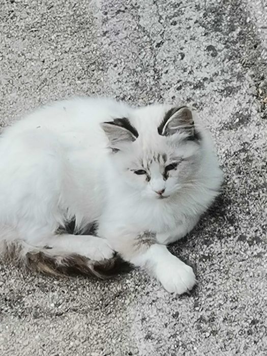 Gato para adopção