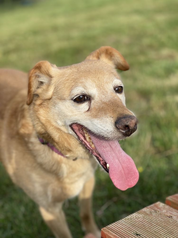 Lola sunia o złotym sercu do adopcji