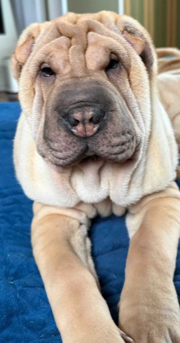 Sharpei szczeniak hodowla Red Folds