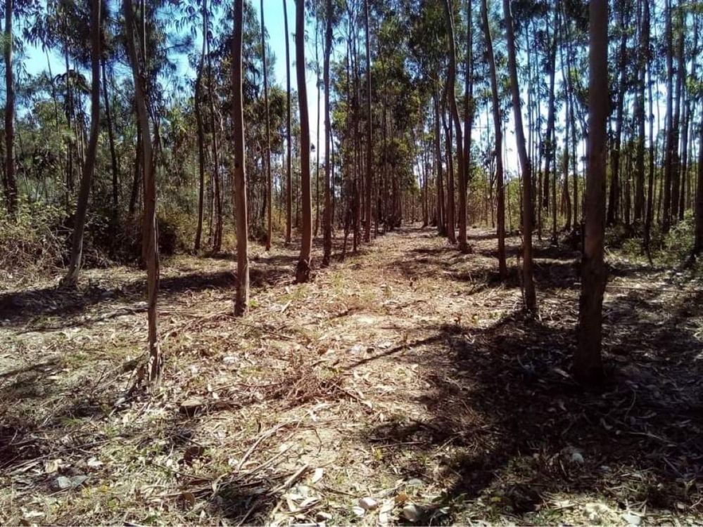 Jardins, terrenos florestais- construção, plantação e manutenção