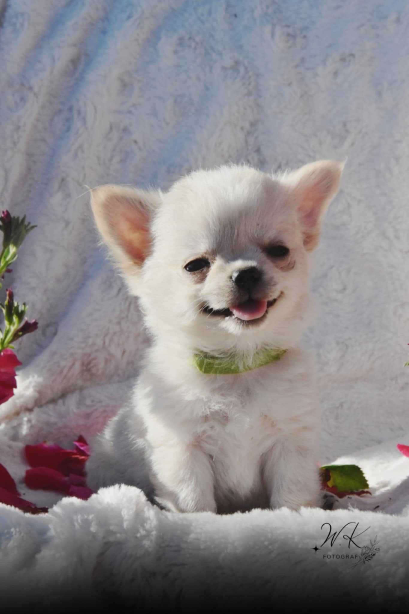 SIMBA - Długowłosy Chihuahua