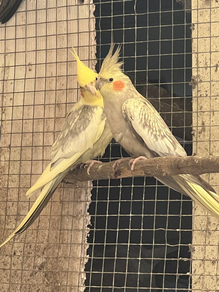 Casal de caturras
