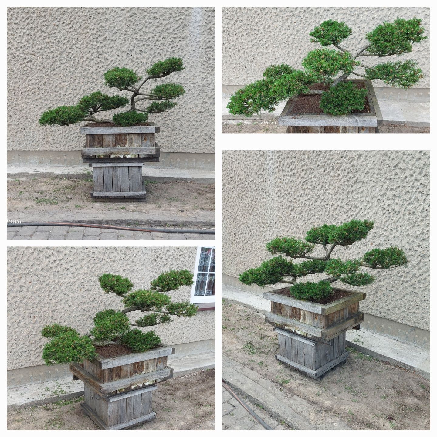 Rośliny formowane, Niwaki,Bonsai JEŁOWA GOŁĘBIOWSCY