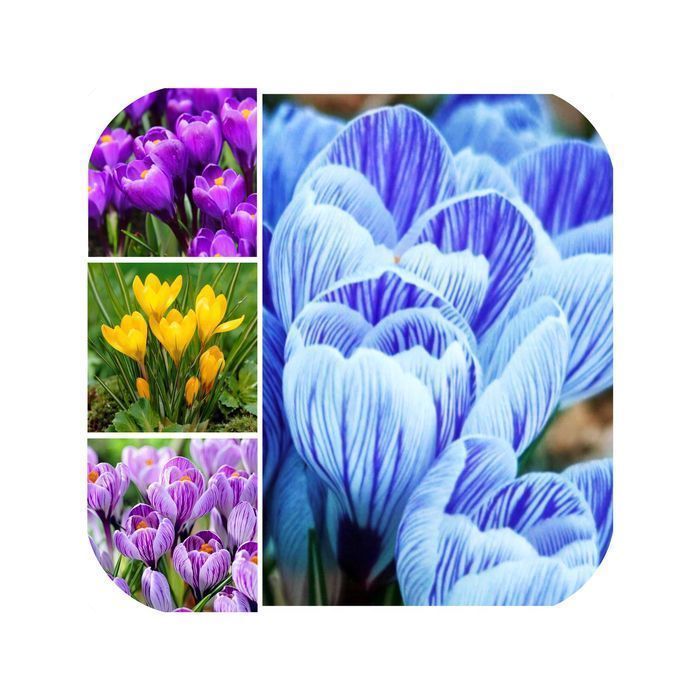 DUŻE Cebulki TULIPANÓW XL Tulipan zestaw mix mieszanka Tulipany KWIATY