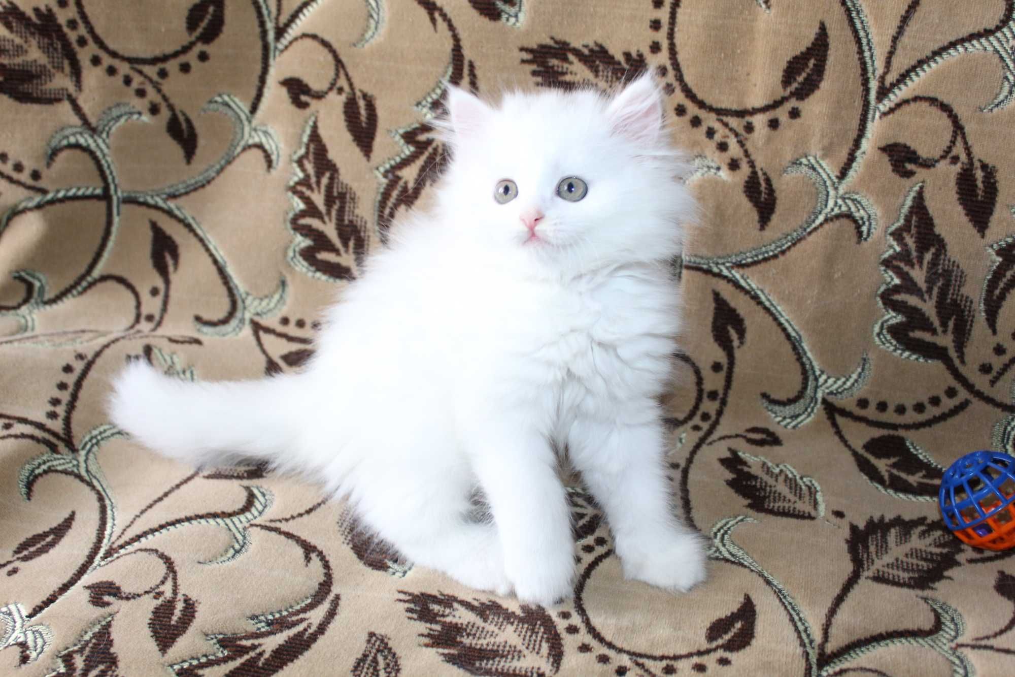 Белые котята белый котенок пушистые разноглазая