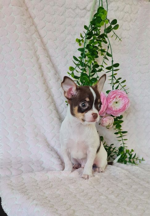 Excelente oportunidade menino mini Chihuahua / Chiuaua de Qualidade