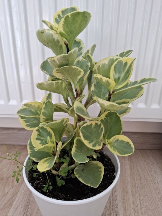 Продам різні кімнатні рослини