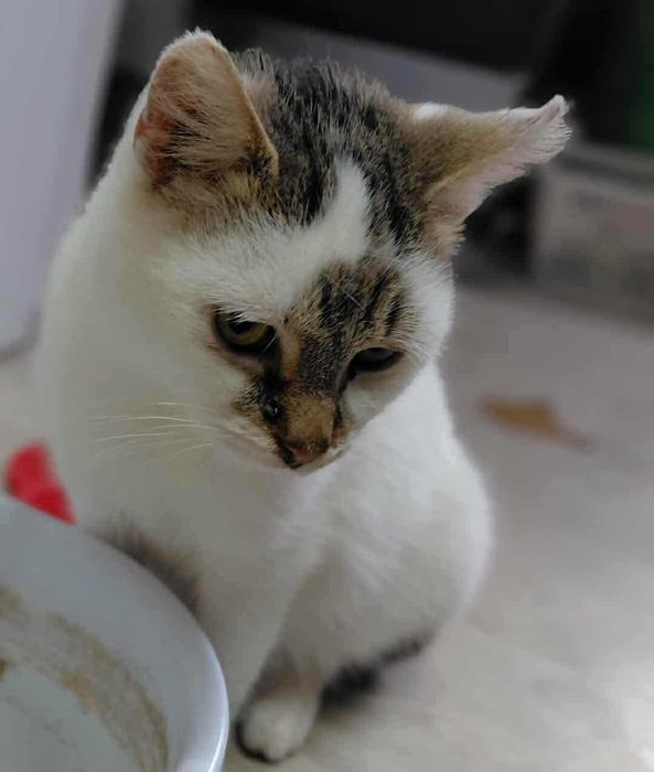 Kocurek do adopcji