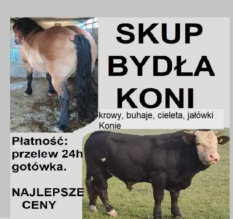 SKUP Bydła Koni Żywca !UBÓJ!
