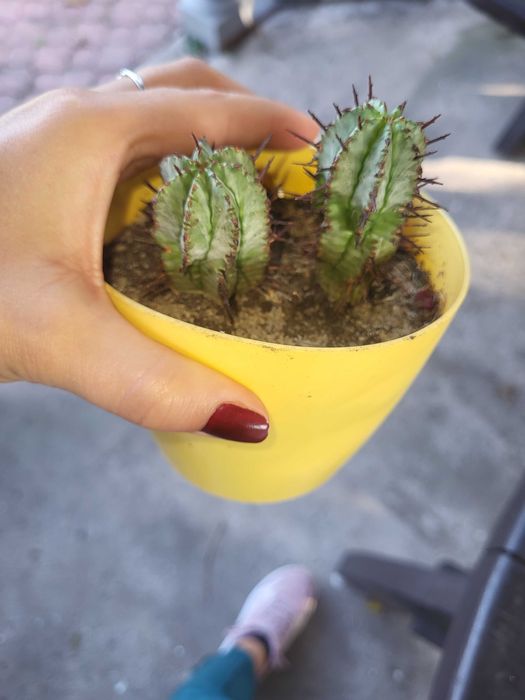 Euphorbia Horrida kaktus unikat