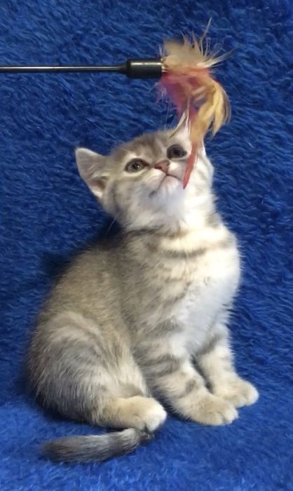 Шотландские прямоухие котята