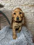 Piękny piesek Cocker Spaniel Angielski złoty rodowód
