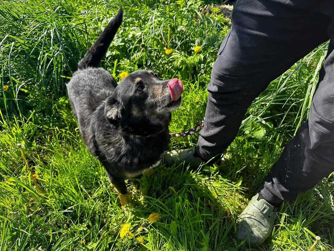 Dzekus czeka na domek