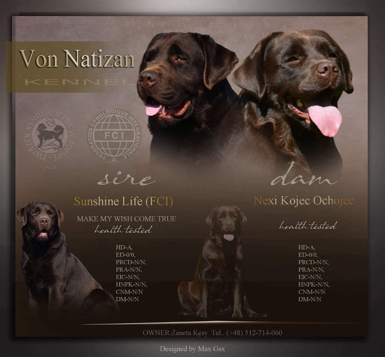 Labrador Retriever FCI