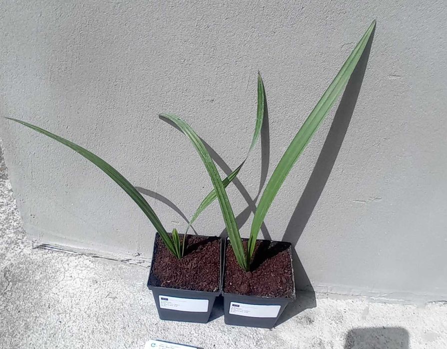 Chamaerops humilis var. cerifera MROZOODPORN -13