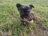 Yorkshire terrier chlopiec