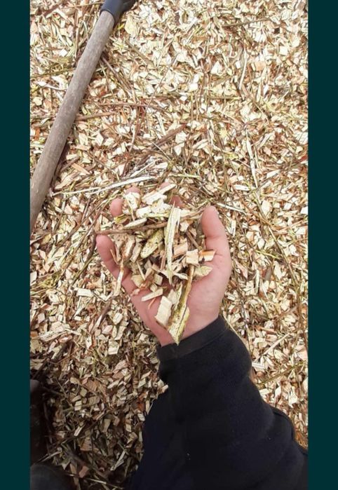 Zrebka  z drzew lisciatych