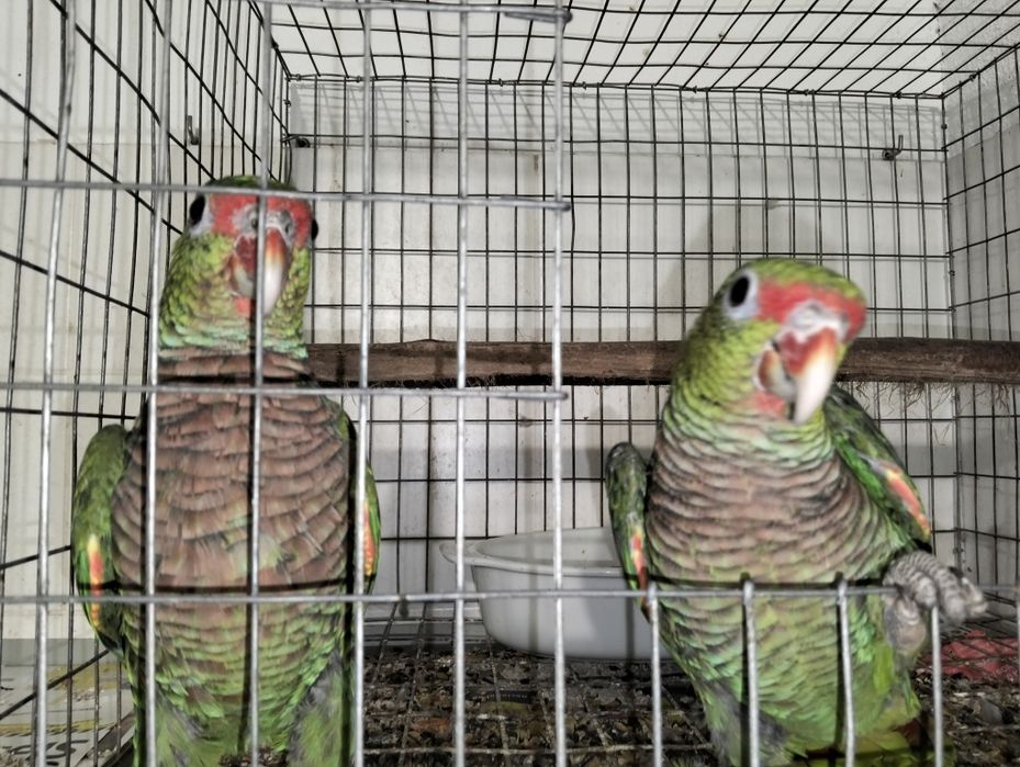 Papagaios amazonas e pionites