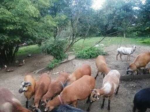 Owce kameruńskie tryki