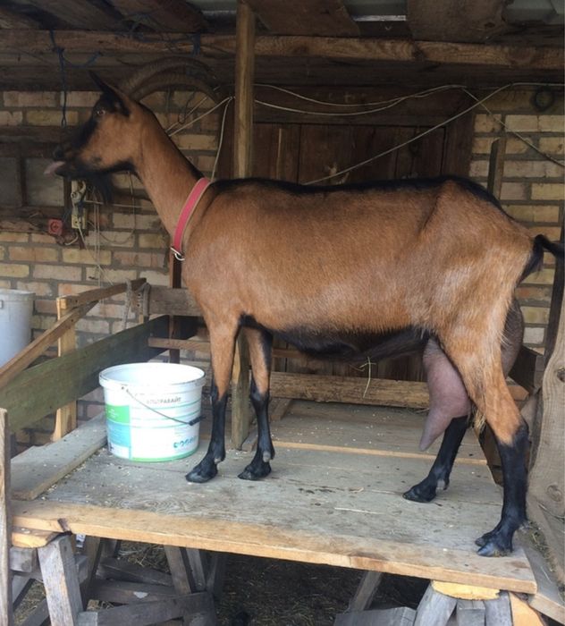 Продам козу (альпійка)