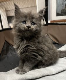 Kotka Maine Coon FPL