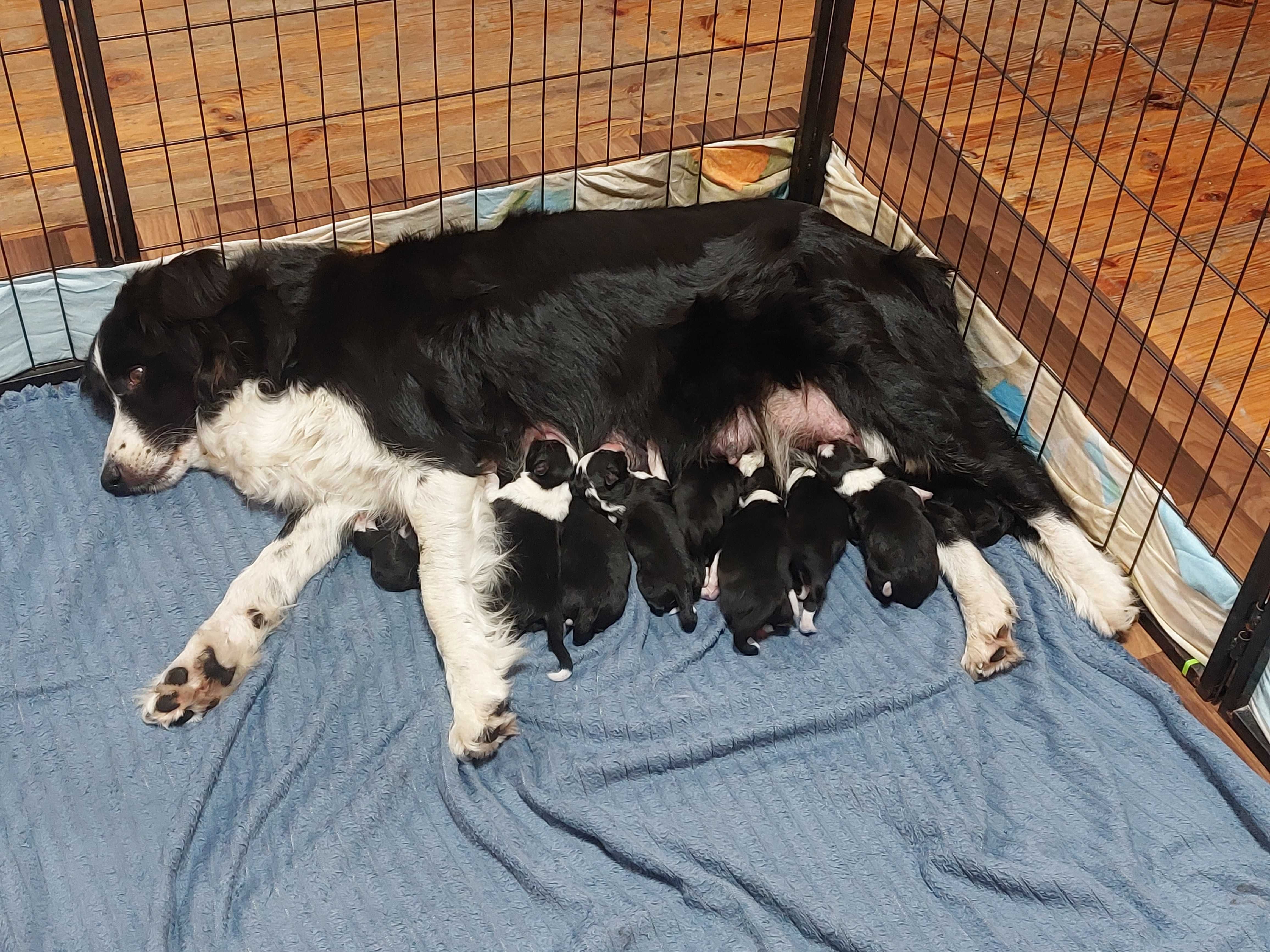 Border Collie piękne szczeniaki czarno - białe:-) cud natury
