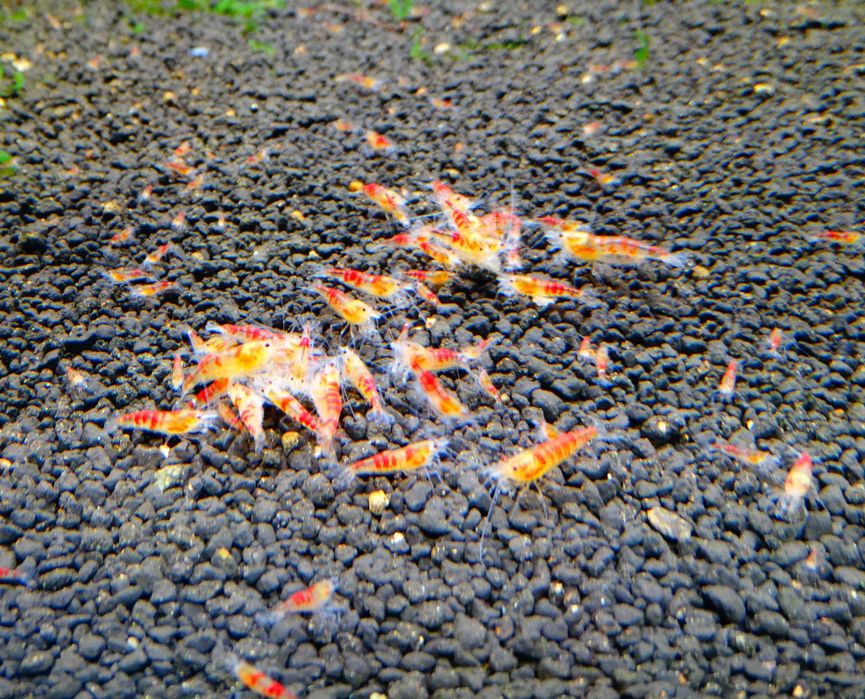 Krewetki Caridina Calceo Bee Red(Golden) Blood ZAMIANA GRATIS PROMOCJA