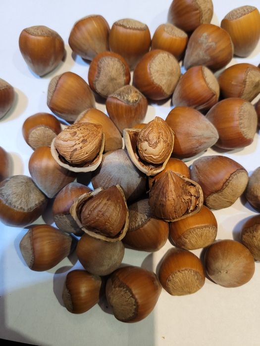 Orzechy laskowe 5kg SUPER JAKOŚĆ zbiór 2025