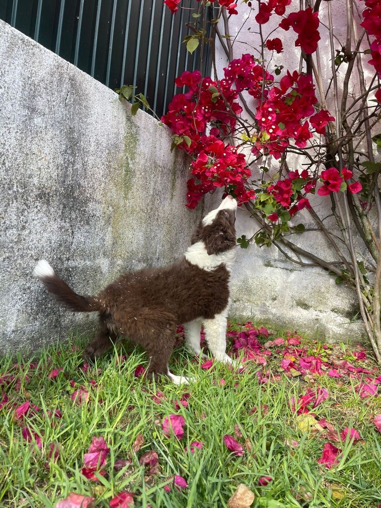 Border collie macho chocolate