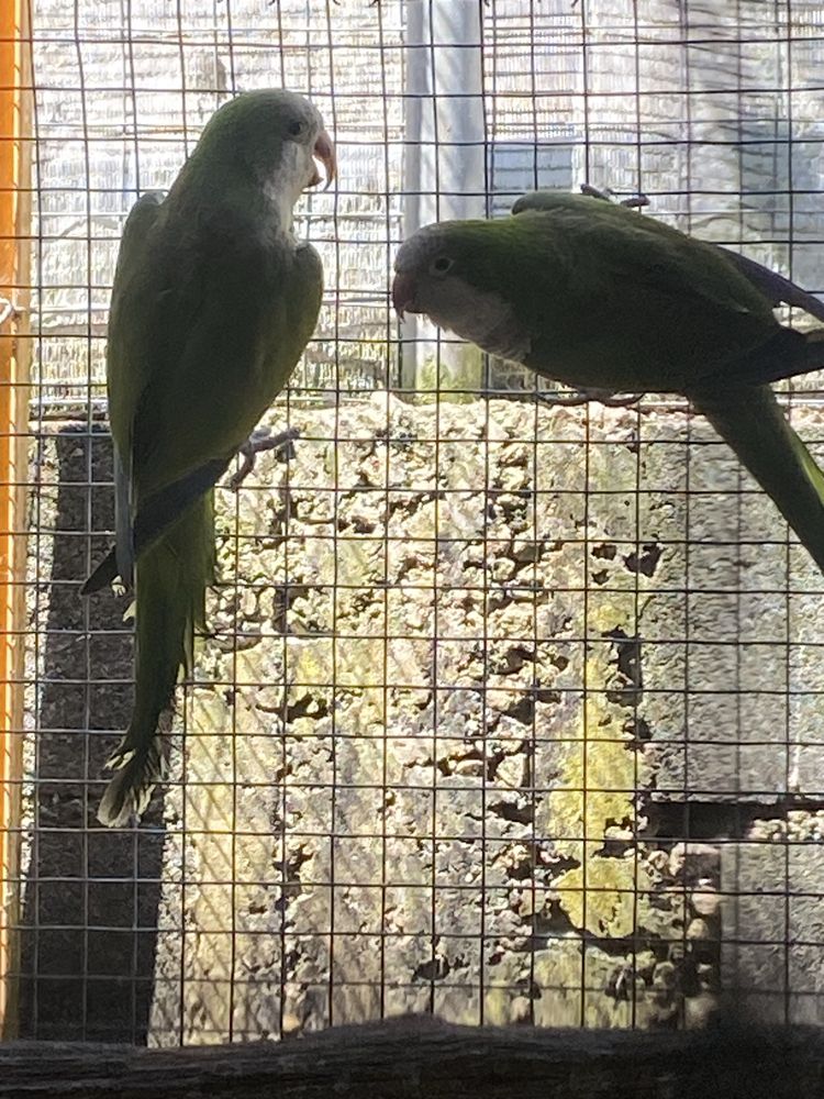 Conure peito cinzento