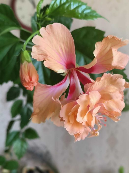 гибискус ТекилаКомнатное