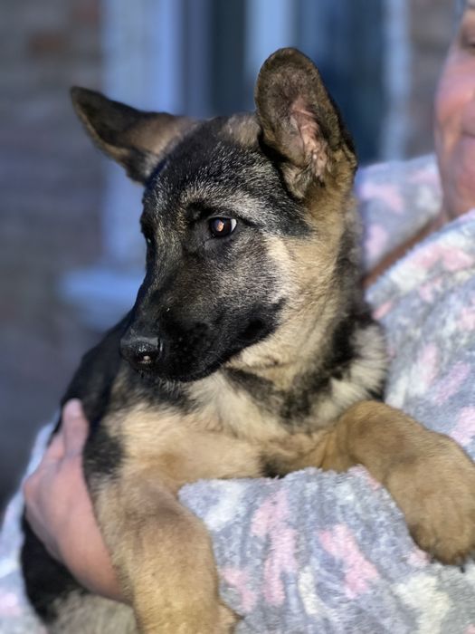 Німецька вівчарка дівчинка 4 міс