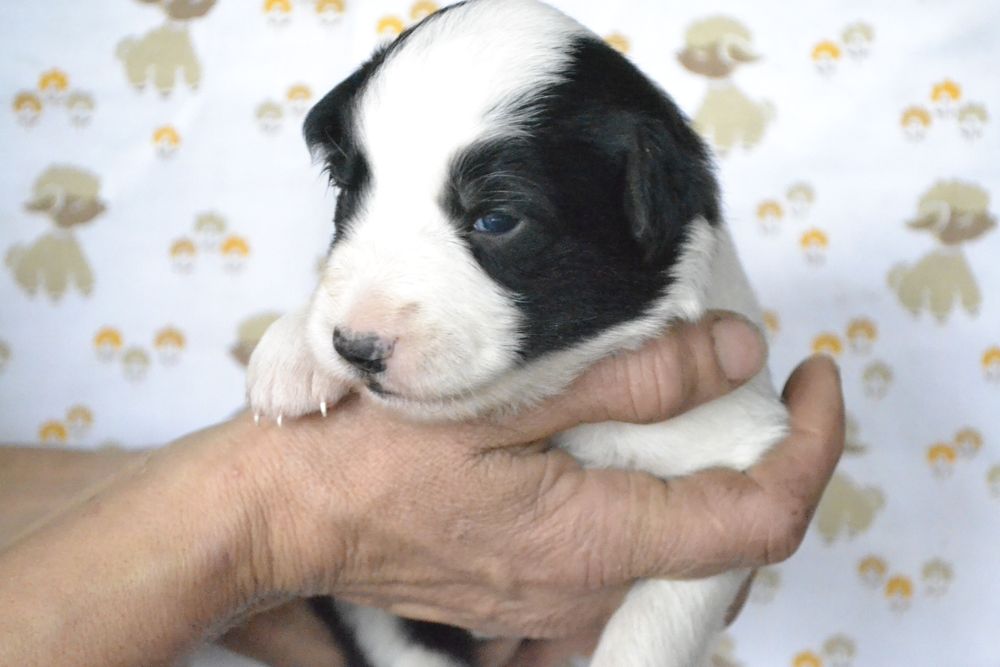 Щенки Бордер Колли КСУ