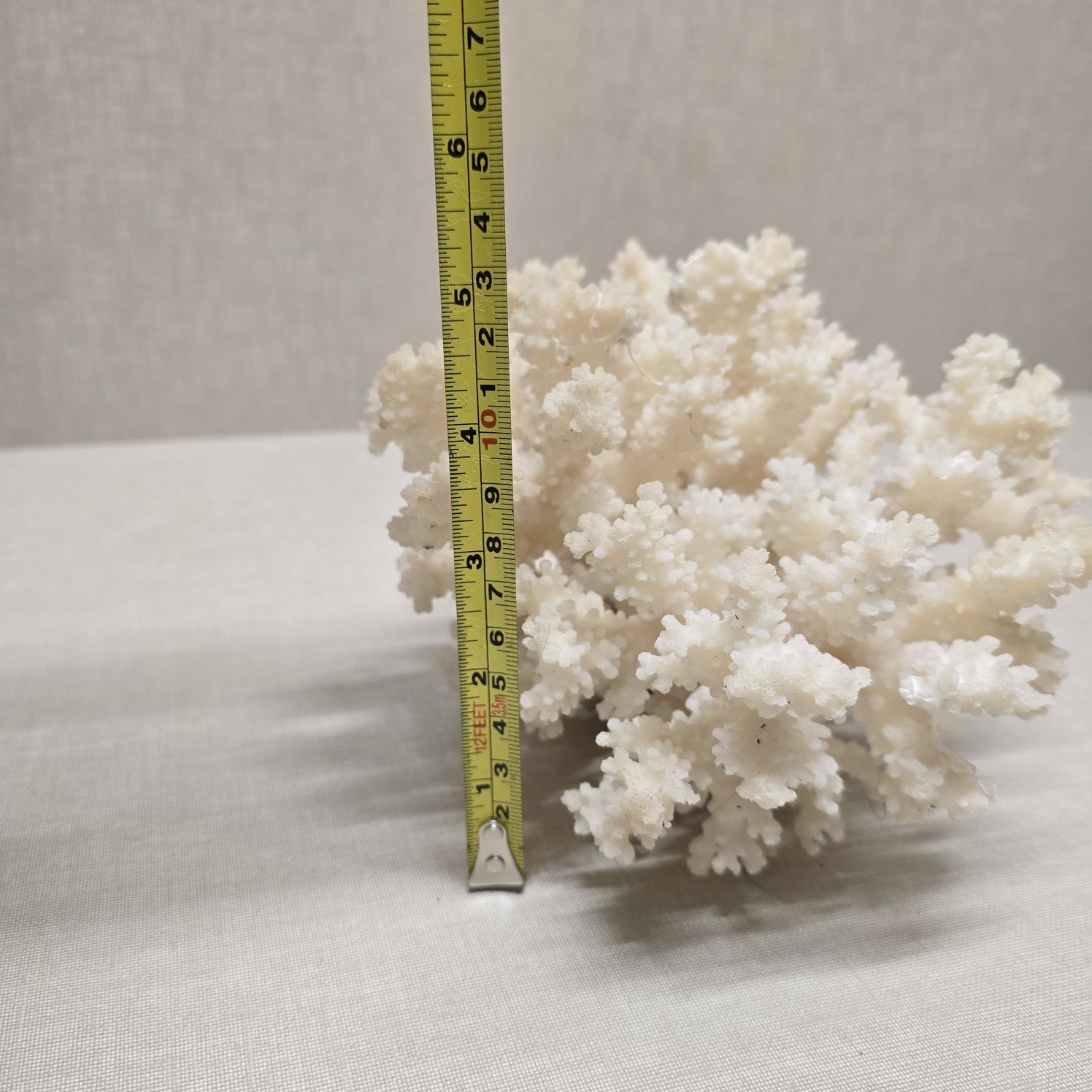 Lindíssimo coral branco