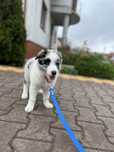 Border Collie - suczka Seal Merle