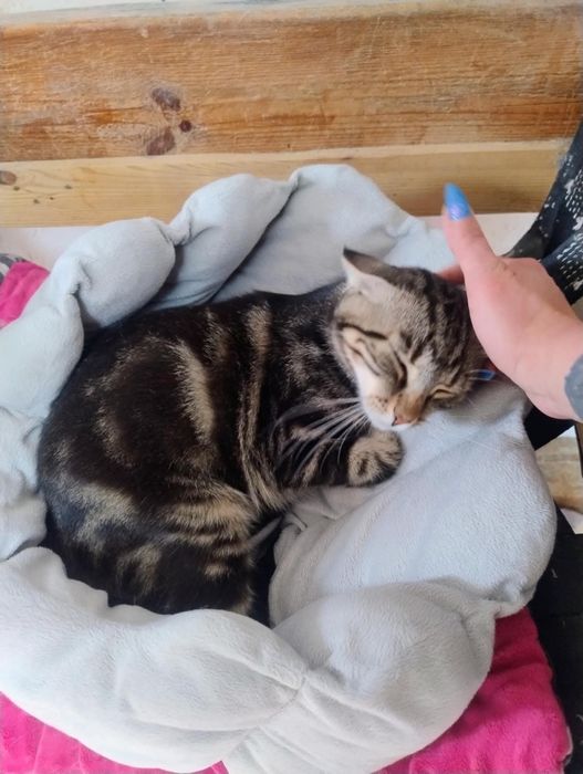 Jak bengal,uratowany kot w typie rasy,cudowny,młody,kociak,pokochaj