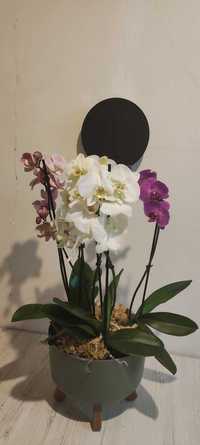 Букет з орхідей #3