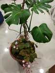 Costela Adão monstera  com bigornia